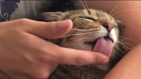 Gato lambe o dedo do dono para tomar banho