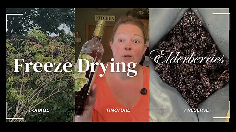 Freeze Drying Elderberries and Making a Tincture!