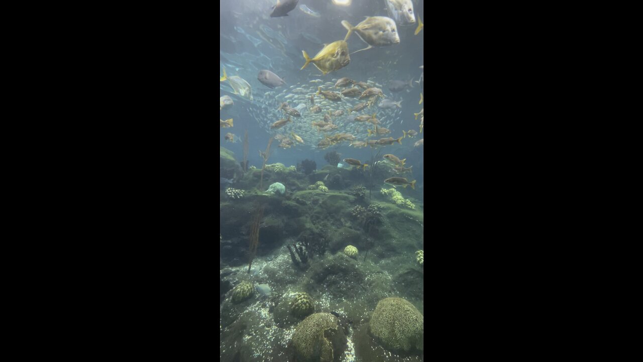 Super peaceful with the fish 🐠🐡