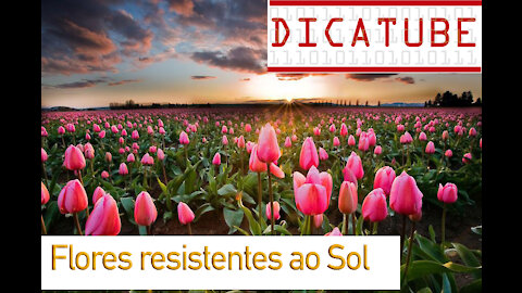 Melhores plantas Resistentes ao sol