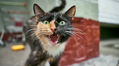 Hilarious Cat Meow Sound Effect #5 - Free Download for Video Editing (No Copyright)