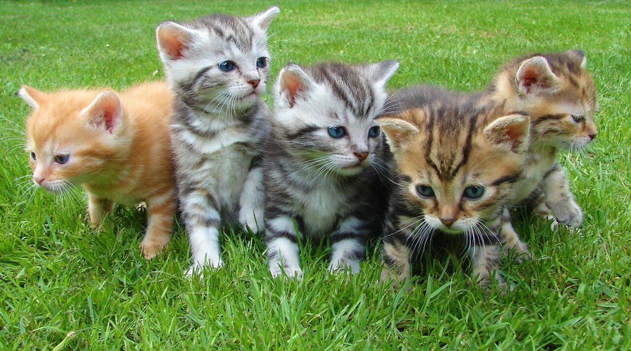 funny cats compilation