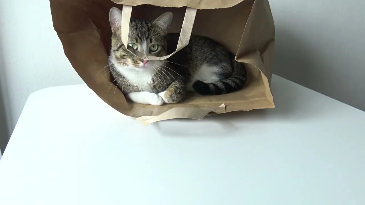 Cat Found a Cool Place to Hide