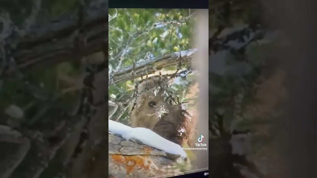 O que vc acha desta aparição ?