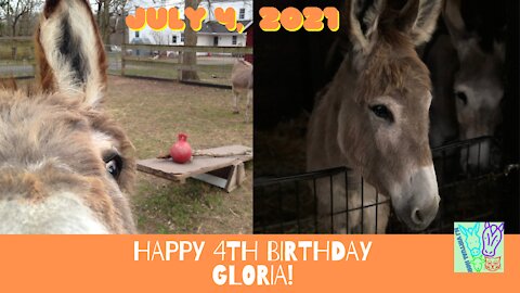 Happy 4th Birthday to Gloria Donkey - July 4th 2021