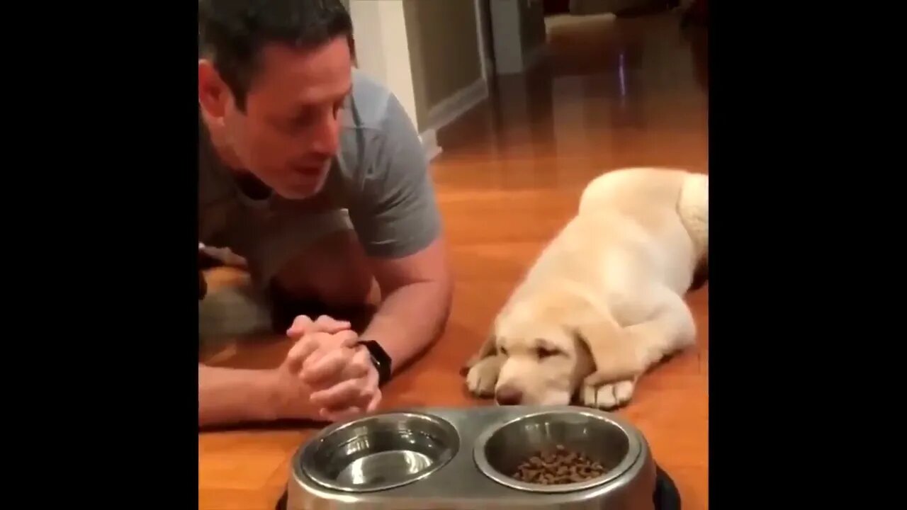 Labrador Compilation - Cute and Funny