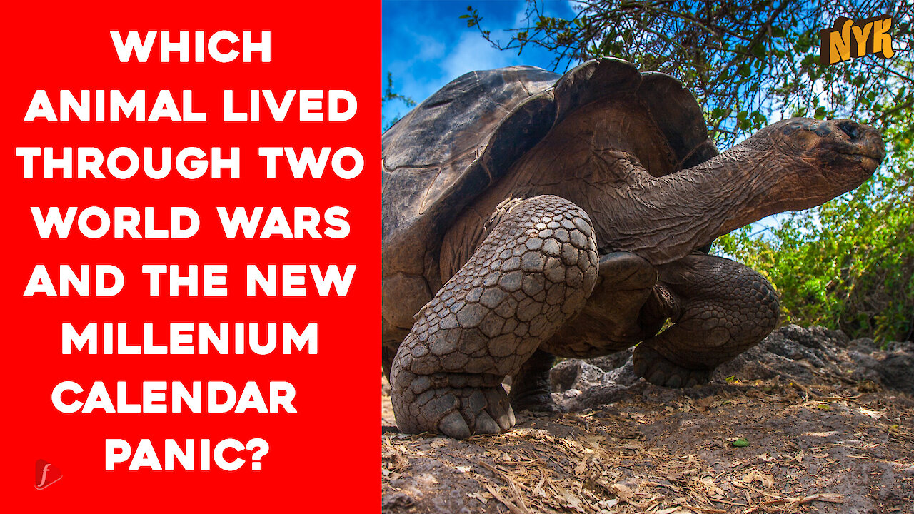 Which Vertebrate On Land Has The Longest Lifespan?