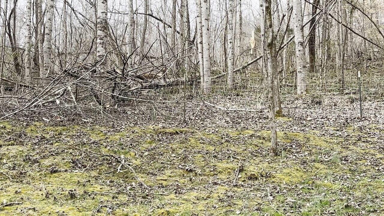 Cutting up the tree that fell