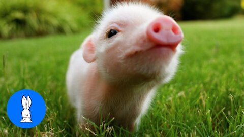 Cute Baby Micro Teacup Pig Doing Little Piggy Things.