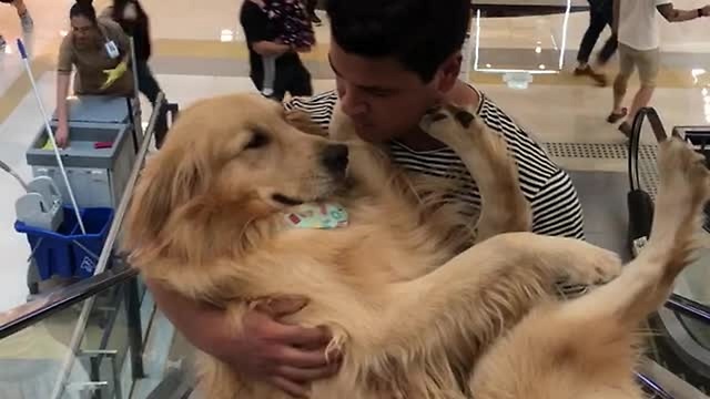 Scared Dog Cradled During Escalator Ride