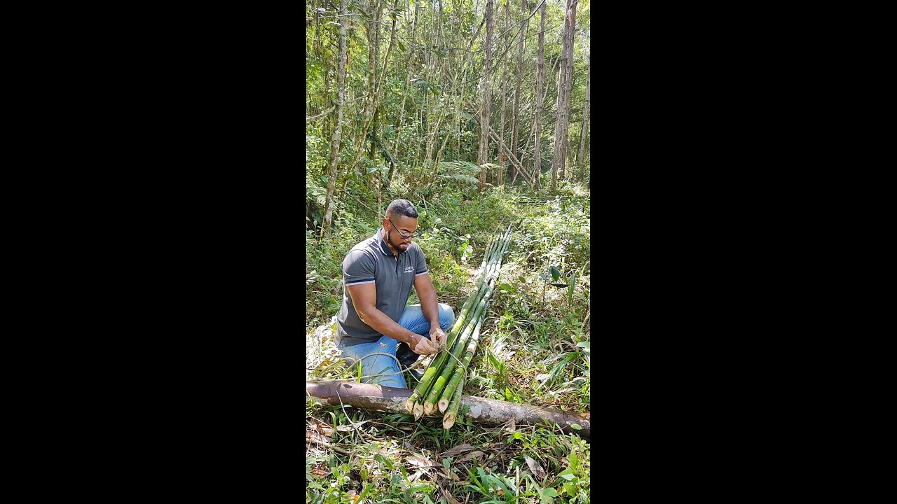 Cutting bamboo