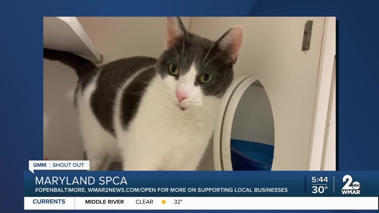 Pets up for adoption at the Maryland SPCA