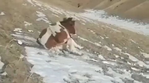 Cow Sliding Down A Hill