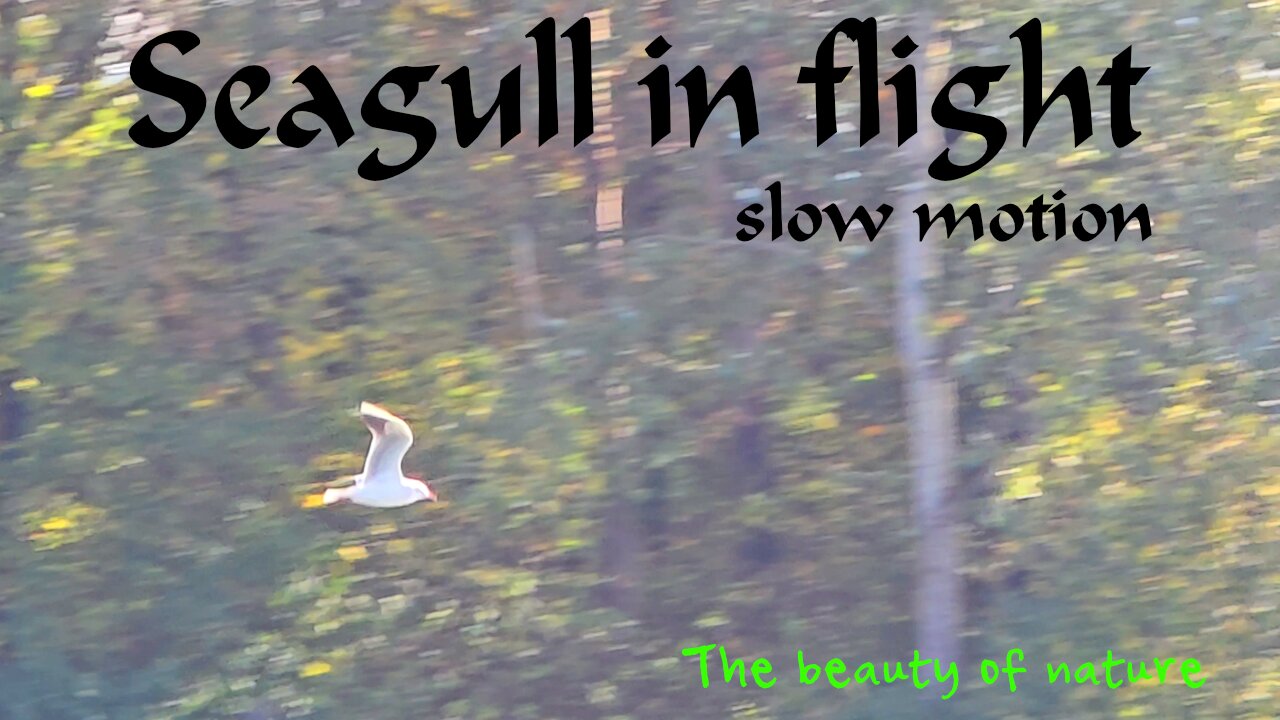 Seagull in flight slow motion / A beautiful bird in flight