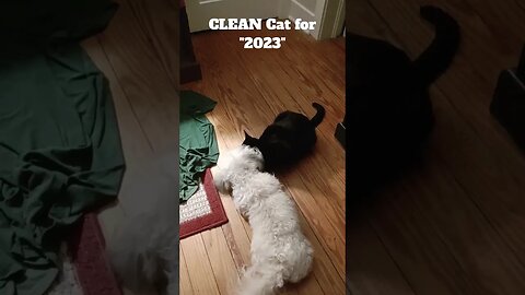 I'LL help CLEAN the CAT up for the NEW Year "2023"#dogs #cats