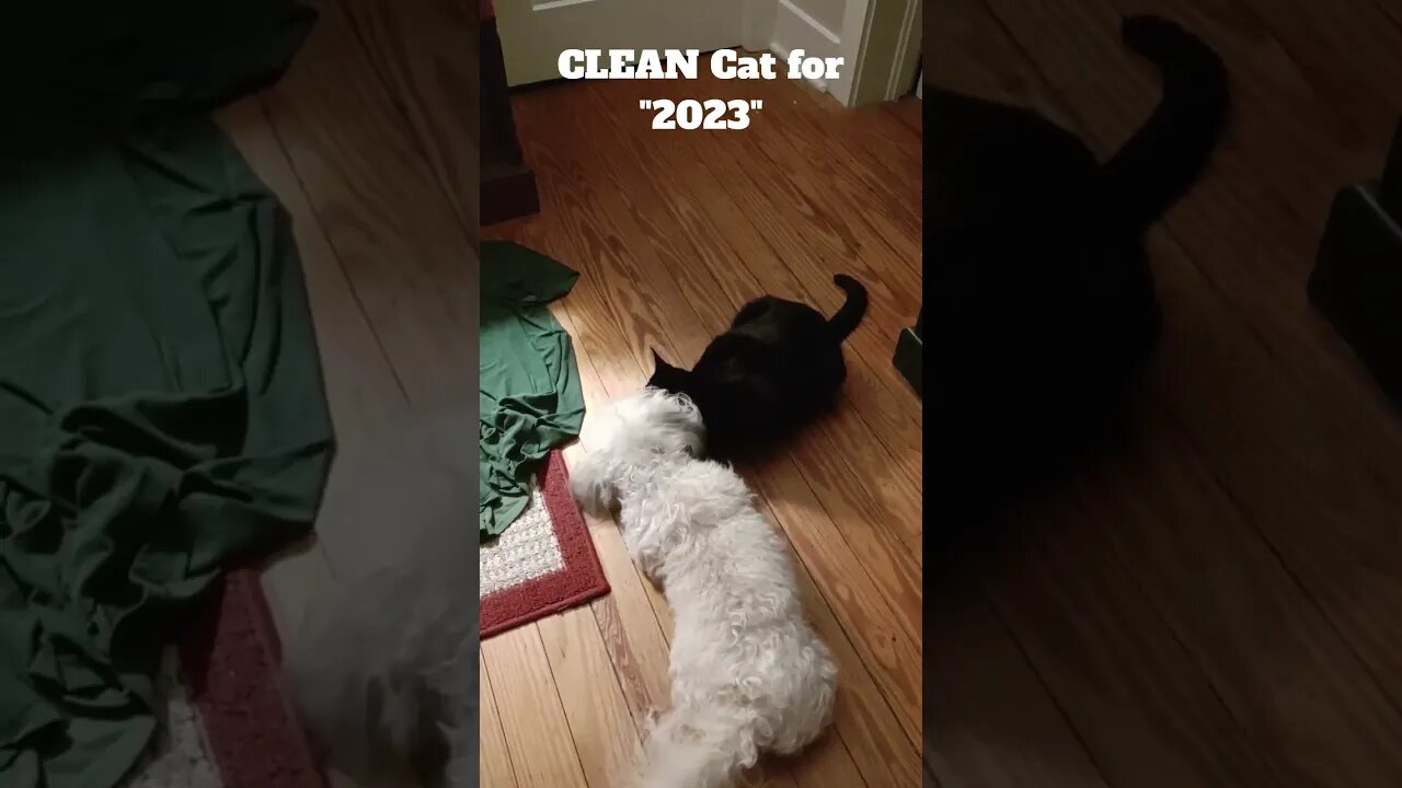 I'LL help CLEAN the CAT up for the NEW Year "2023"#dogs #cats