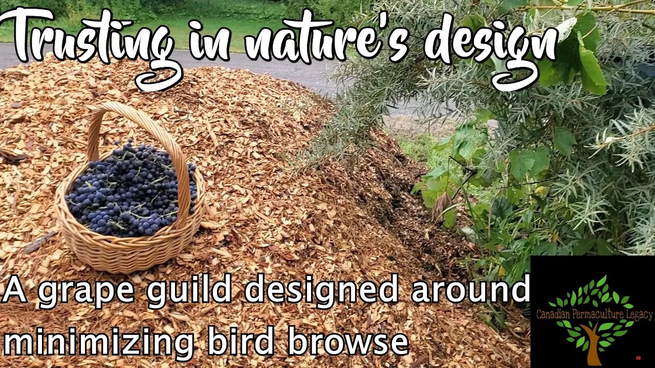 Trusting in nature's design - a grape guild that solves bird browse.