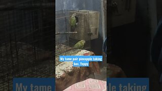 My tame pair pineapple taking box l #shorts l #pineappleconure l @BikisAviary