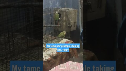 My tame pair pineapple taking box l #shorts l #pineappleconure l @BikisAviary
