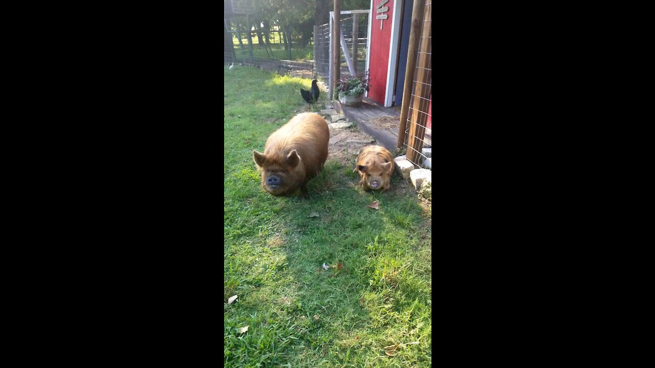 KuneKune's, Turkey's, Chickens, Guinea, Cats...