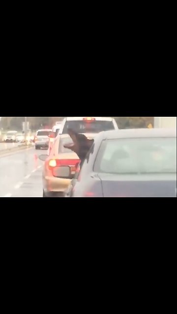 "I just saw a dog eating rain out of a car window..." 😂🐶