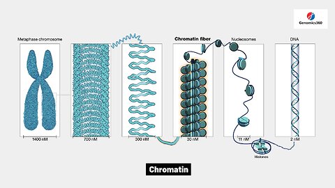 Chromatin