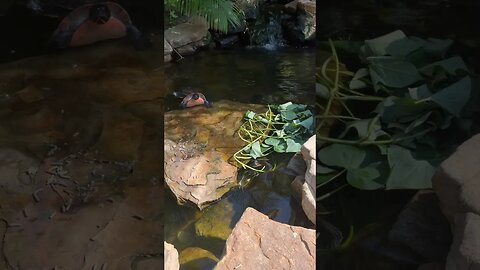 Hump Day for the turtle’s & their sweet potato snacks.#turtle #turtles #turtlepond