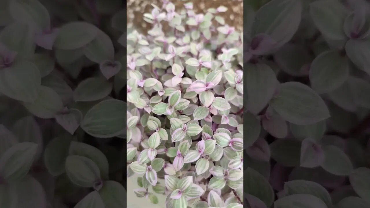 #short callisia repens propagation easily. #houseplant #propagation