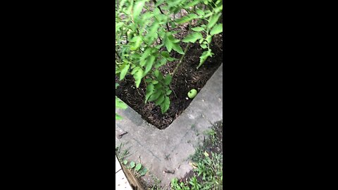 Tomato Fell Off the Vine