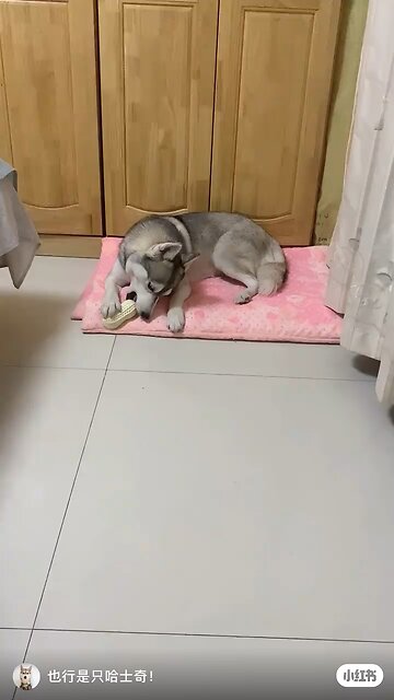 Funny Animals 11| Funny Animals Dog| Takamaga