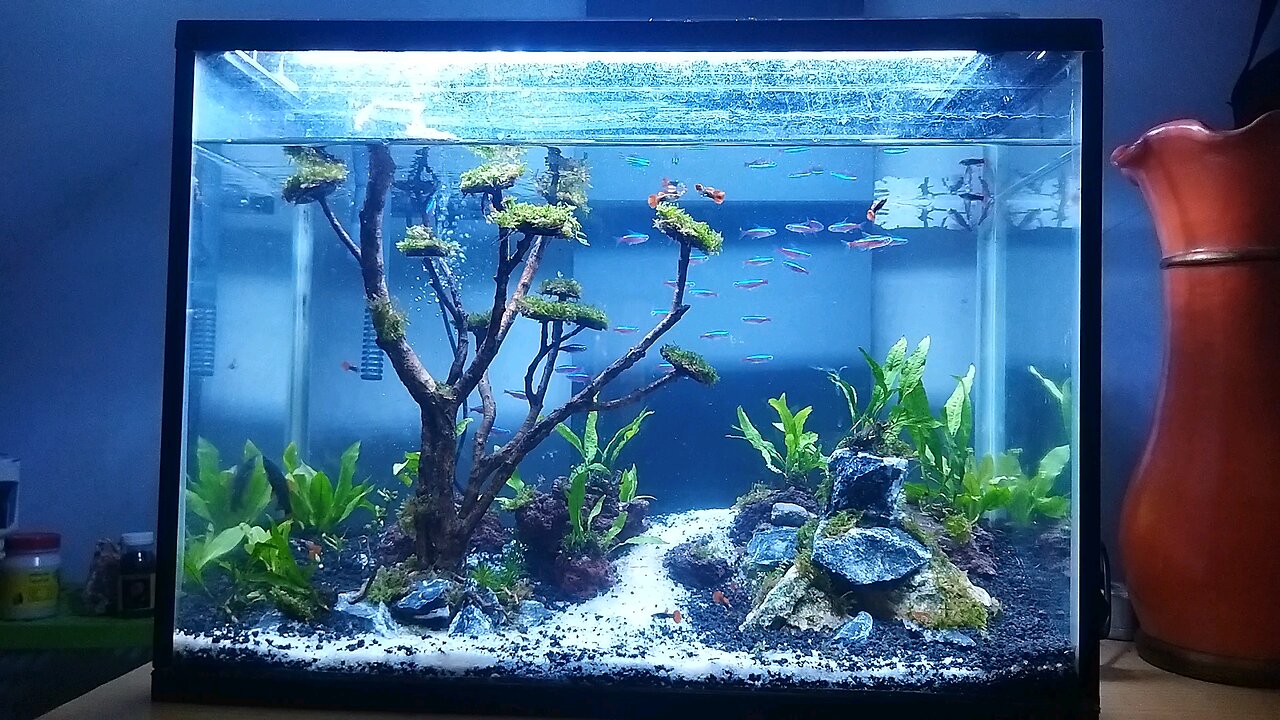 Got a New Hobby: Starting Aquascape from scratch.!