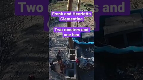 Farm surveillance. Roosters