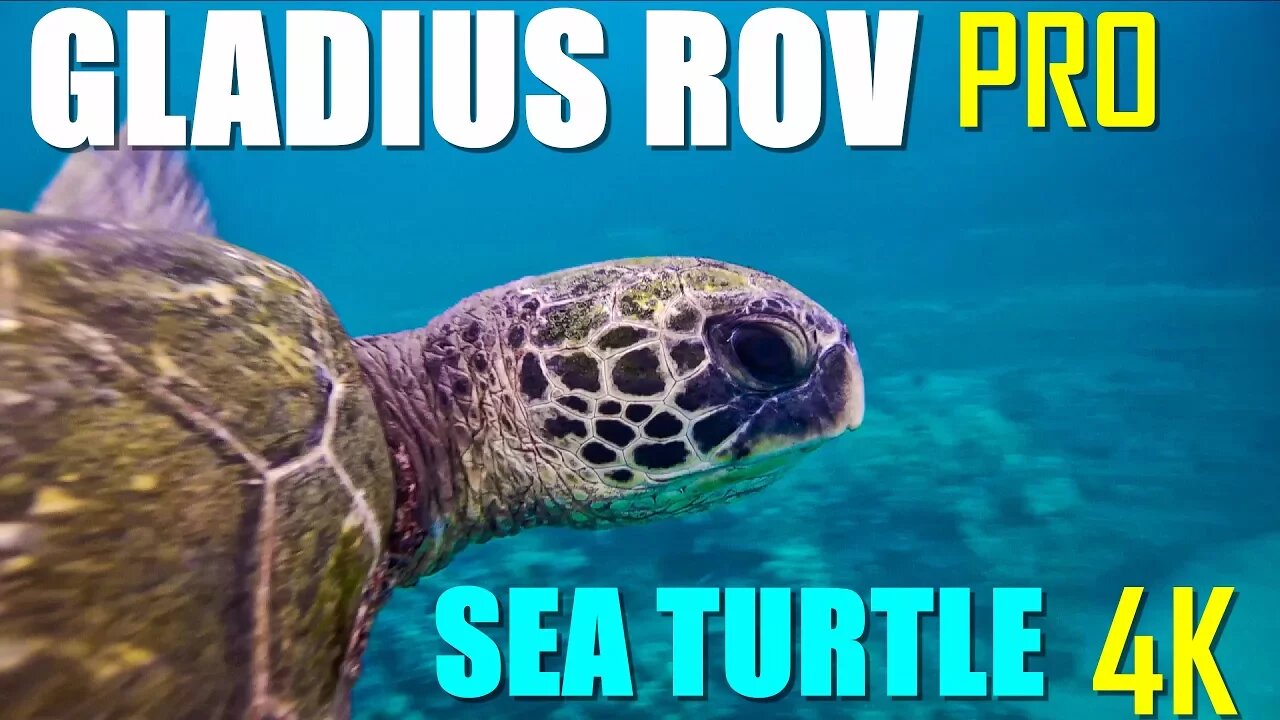 GLADIUS Pro Edition ROV - Amazing Hawaiian Sea Turtle CLOSE Encounter