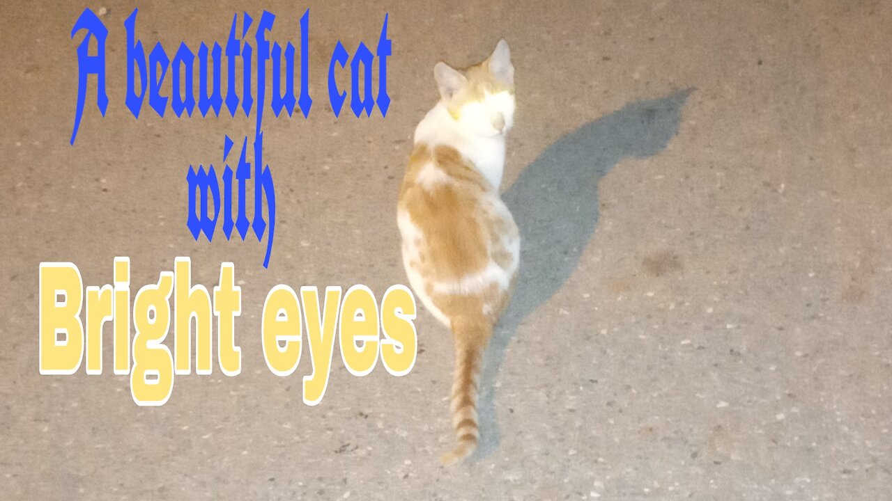 A lovely cat with shiny eyes, a fun cat.