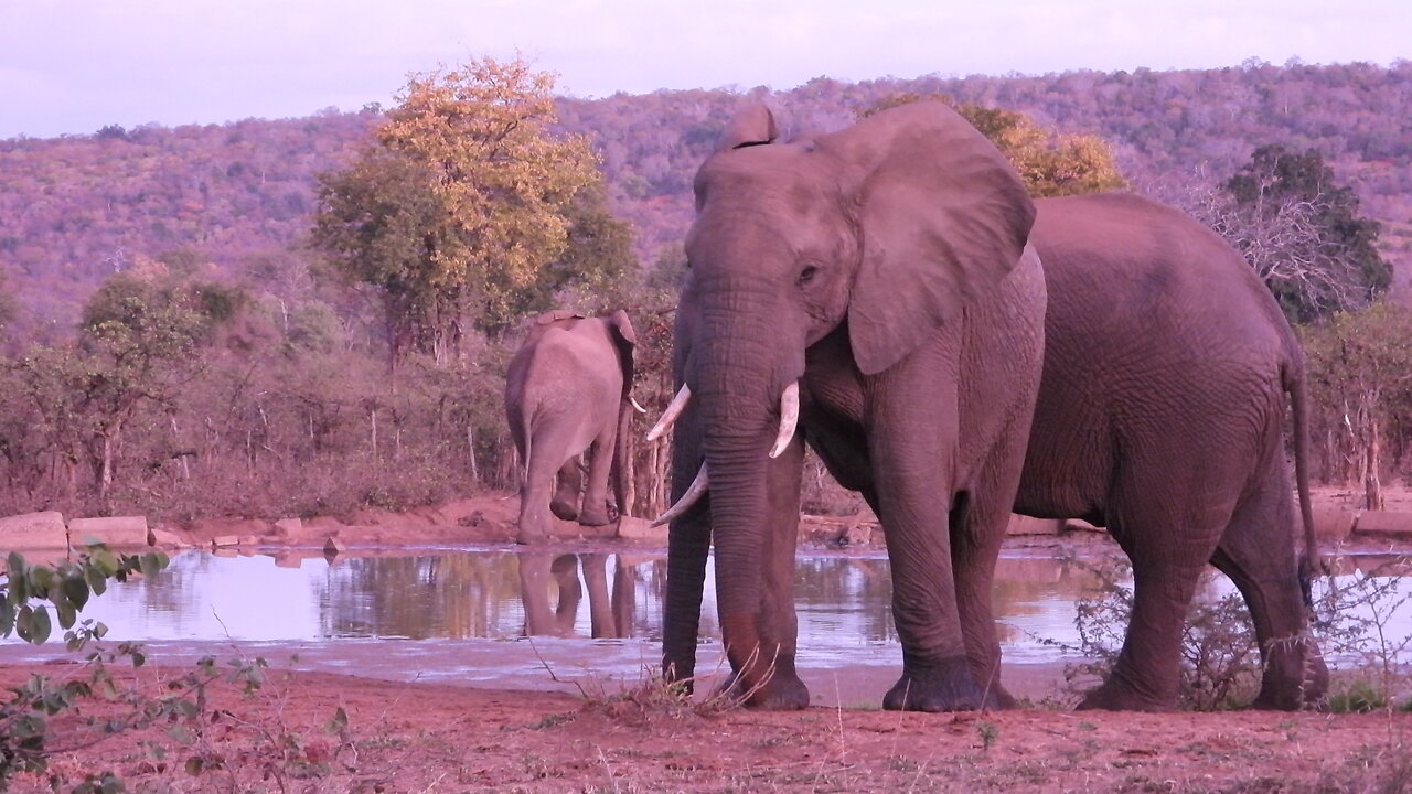 Moments in time... Kruger National Park, Punda Maria.