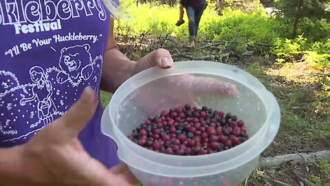 Huckleberries