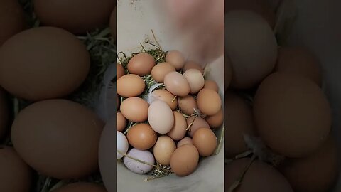 #chickens #eggs #homestead