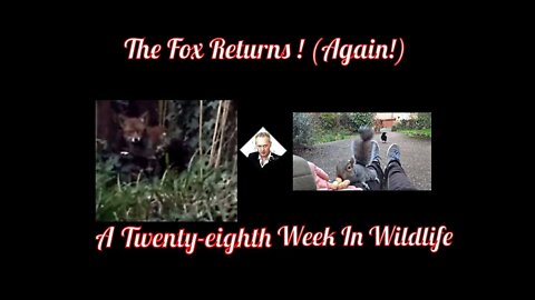 A Twenty-eighth Week In Wildlife - The Fox Returns ! (Again !)