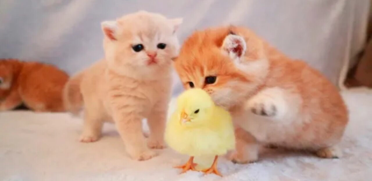 Kittens walk with a tiny chicken.