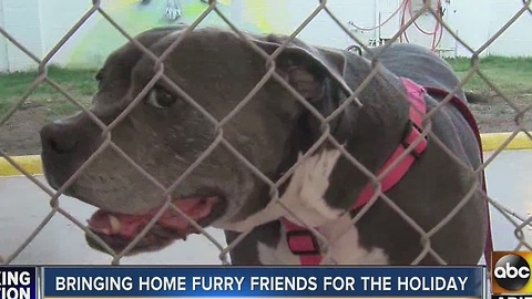 It's your last day to pick up your new furry friend for free