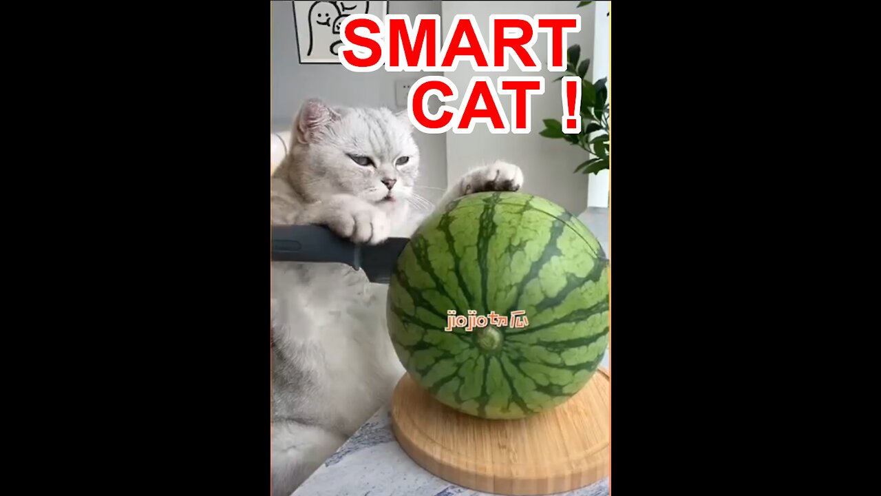 Cute, Funny And Smart Cat Video