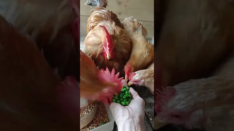 Good Morning Buff Pekins, eating some peas