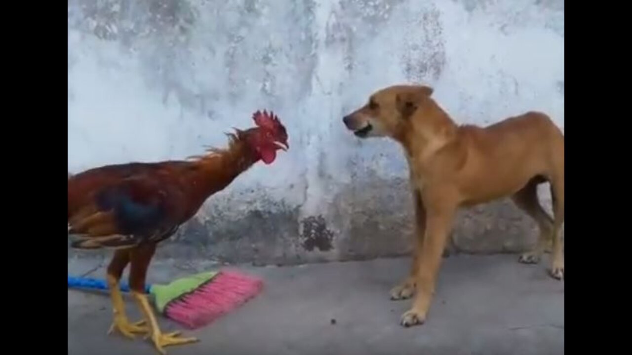 Hillarious Fight Between Chicken and Dog