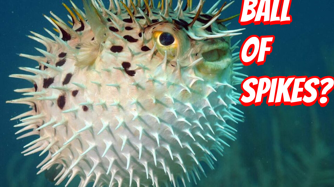 How Deadly is the Pufferfish