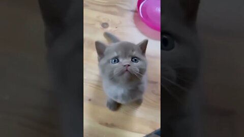 #TikTok Cats guaranteed to make you smile
