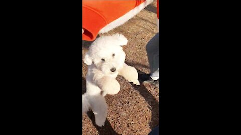 a cute puppy showing a trick