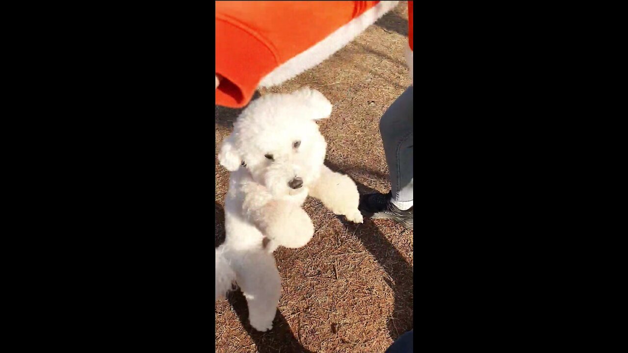 a cute puppy showing a trick