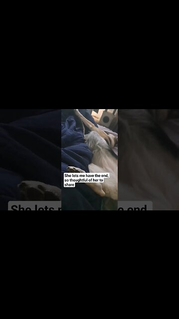 It's Not My Bed, It's Maples Bed