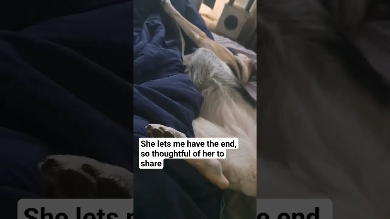 It's Not My Bed, It's Maples Bed