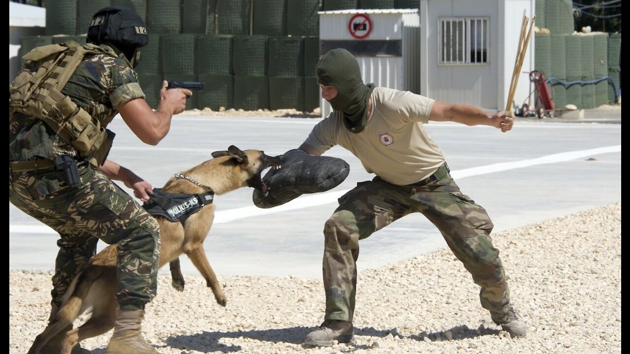 How to defend against a dog attack #Military Techniques